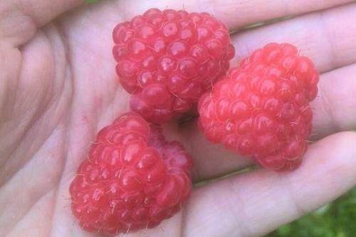 Уход за малиной осенью подготовка к зиме. Как правильно ухаживать за малиной.