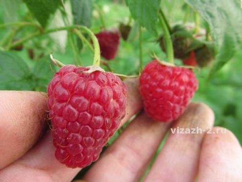 Лучшие сорта ремонтантной малины с высоким урожаем. Пятерка лучших: великолепные ремонтанты