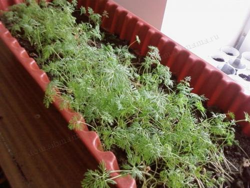 Как готовить к зиме огород. Как правильно соблюсти очередность подготовки 19