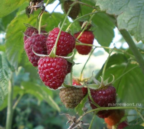 Лучшие сорта ремонтантной малины с высоким урожаем. Пятерка лучших: великолепные ремонтанты
