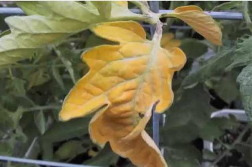 Почему у помидор внутри белые прожилки и что делать. Отчего помидоры внутри белые и жесткие 18