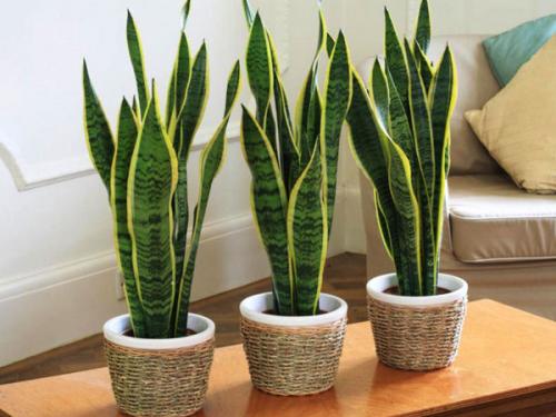 Холодостойкие и теплолюбивые растения примеры. Теплолюбивые и холодостойкие. Какие они? 06