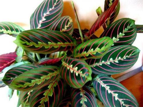 Холодостойкие и теплолюбивые растения примеры. Теплолюбивые и холодостойкие. Какие они? 01