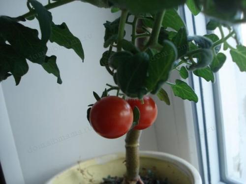 Как готовить к зиме огород. Как правильно соблюсти очередность подготовки 09