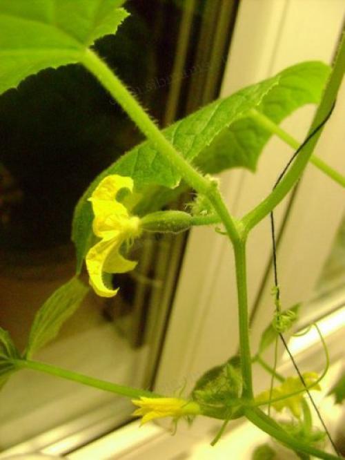 Как готовить к зиме огород. Как правильно соблюсти очередность подготовки 07