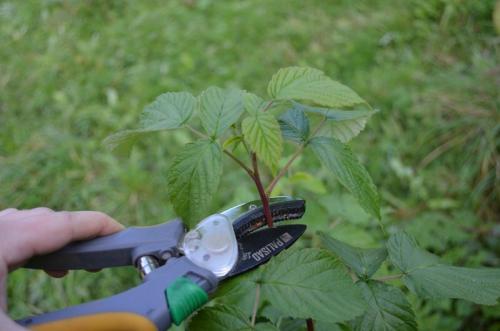 Уход за малиной осенью подготовка к зиме. Как правильно ухаживать за малиной.