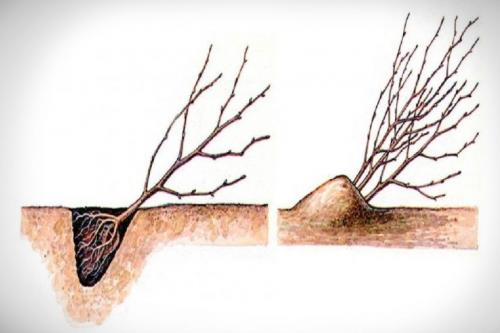 Прикопка саженцев на зиму в теплице. Правила прикопки саженцев на зиму