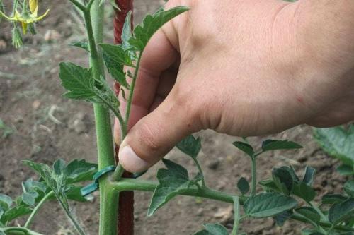 Почему у помидоров скручиваются листья в трубочку. Почему скручиваются листья у помидоров: что делать?