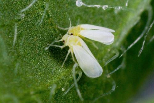 Почему у помидоров скручиваются листья в трубочку. Почему скручиваются листья у помидоров: что делать?