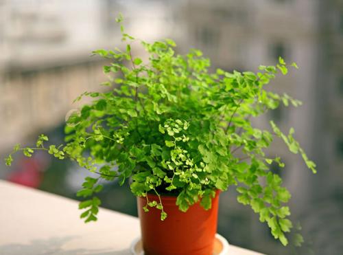 Холодостойкие и теплолюбивые растения примеры. Теплолюбивые и холодостойкие. Какие они? 05