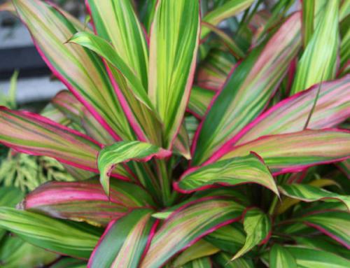 Холодостойкие и теплолюбивые растения примеры. Теплолюбивые и холодостойкие. Какие они? 03