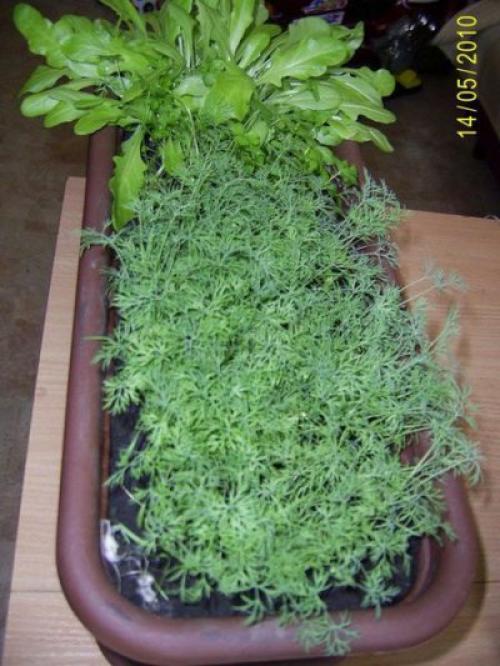 Как готовить к зиме огород. Как правильно соблюсти очередность подготовки 14