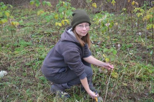 Уход за малиной осенью подготовка к зиме. Как правильно ухаживать за малиной.