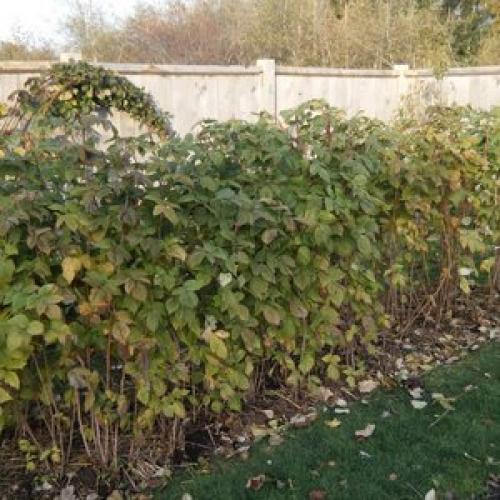 Осенняя подкормка малины ремонтантной. Правила ухода осенью 05