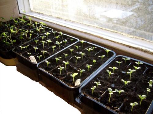 Холодостойкие и теплолюбивые растения примеры. Теплолюбивые и холодостойкие. Какие они? 14