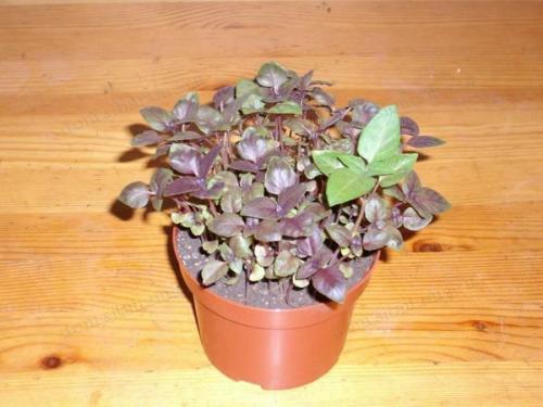 Как готовить к зиме огород. Как правильно соблюсти очередность подготовки 13