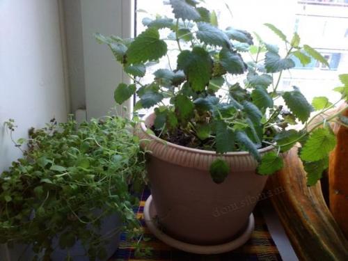 Как готовить к зиме огород. Как правильно соблюсти очередность подготовки 11