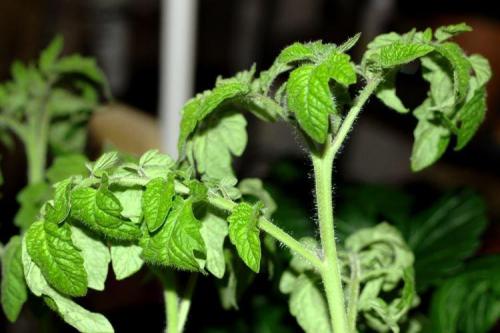 Почему у помидоров скручиваются листья в трубочку. Почему скручиваются листья у помидоров: что делать?