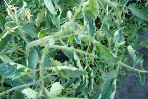 Почему у помидоров скручиваются листья в трубочку. Почему скручиваются листья у помидоров: что делать?