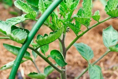 Почему у помидоров скручиваются листья в трубочку. Почему скручиваются листья у помидоров: что делать?