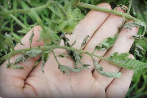 Почему у помидоров скручиваются листья в трубочку. Почему скручиваются листья у помидоров: что делать?