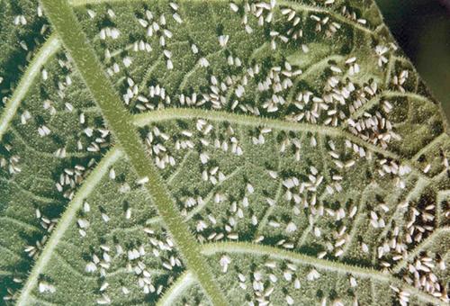 Обработка яблонь осенью от болезней и вредителей. Как обработать яблони осенью от вредителей: технологии и разные вопросы