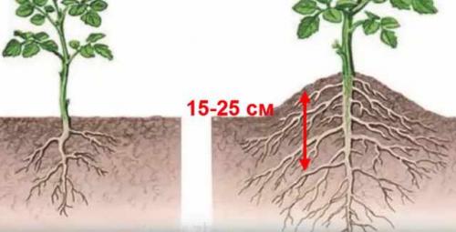 Почему у помидор внутри белые прожилки и что делать. Отчего помидоры внутри белые и жесткие 21