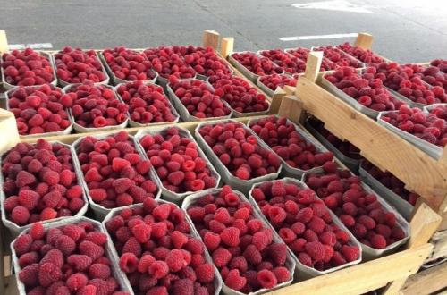 Лучшие сорта ремонтантной малины с высоким урожаем. Пятерка лучших: великолепные ремонтанты