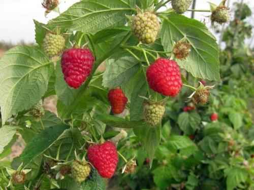 Лучшие сорта ремонтантной малины с высоким урожаем. Пятерка лучших: великолепные ремонтанты