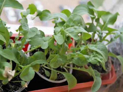 Как готовить к зиме огород. Как правильно соблюсти очередность подготовки 10