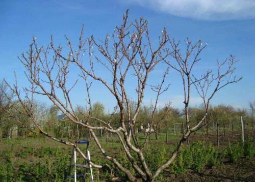 Как обрезать абрикос осенью, чтобы был хороший урожай. Какие бывают типы обрезки кроны