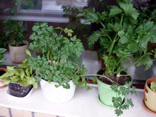 Как готовить к зиме огород. Как правильно соблюсти очередность подготовки 12