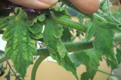 Почему у помидоров скручиваются листья в трубочку. Почему скручиваются листья у помидоров: что делать?