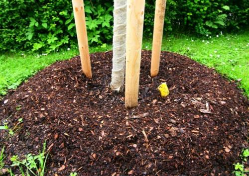 Чем обмотать деревья на зиму. Утепление ствола дерева