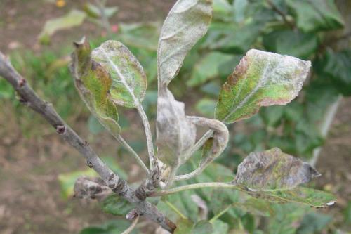 Обработка яблонь после цветения. Майская обработка яблонь, работы весной и летом в 2020 году: самые опасные проблемы и вредители яблони, основные этапы и сроки обработок, фото опасностей, когда нужно проводить опрыскивание, баковые смеси для защиты и все самые лучшие препараты