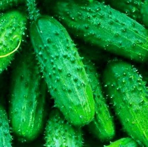 Сорта огурцов, устойчивые к болезням украина. Сорта огурцов для открытого грунта Украины