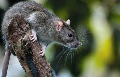 Как определить крыса или мышь в доме. Внешние отличия
