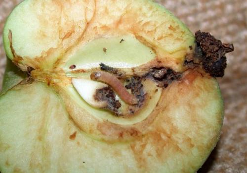 Обработка яблонь после цветения. Майская обработка яблонь, работы весной и летом в 2020 году: самые опасные проблемы и вредители яблони, основные этапы и сроки обработок, фото опасностей, когда нужно проводить опрыскивание, баковые смеси для защиты и все самые лучшие препараты