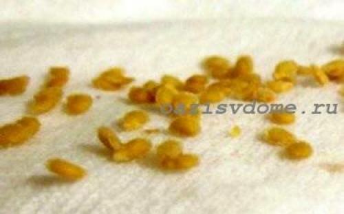 Подготовка семян из помидоров. Способы заготовки семян помидор