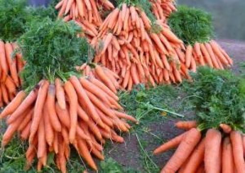 Как правильно убирать морковь и когда. Техника уборки
