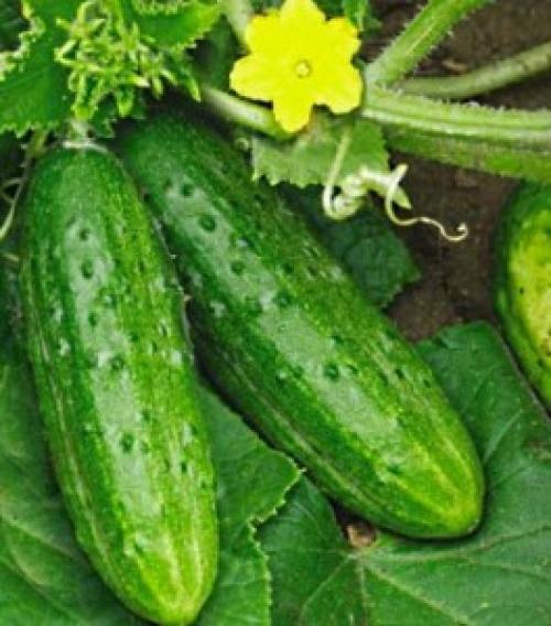 Сорта огурцов, устойчивые к болезням украина. Сорта огурцов для открытого грунта Украины