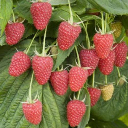 Лучшие сорта малины в украине. Малина – вкусная и полезная ягода. Сегодня существует множество сортов, и часто мы не знаем, что именно выбрать. Это ценный ягодный куст. Плоды обладают лечебными и питательными свойствами. Ягоды малины считаются эликсиром здоровья и долголетия.