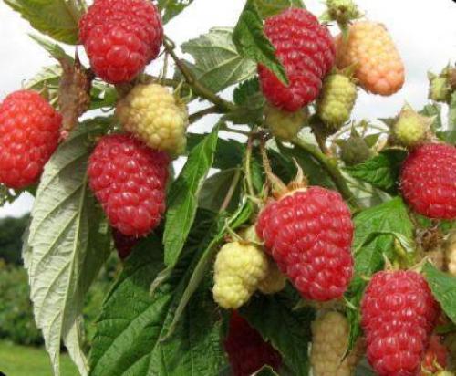 Лучшие сорта обычной малины. Классические лучшие сорта малины