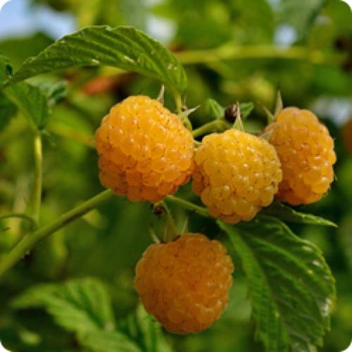 Лучшие саженцы малины. МАЛИНА САДОВАЯ И МАЛИНА РЕМОНТАНТНАЯ: КАК ЗА НИМИ УХАЖИВАТЬ