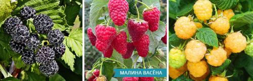 Лучшие саженцы малины. МАЛИНА САДОВАЯ И МАЛИНА РЕМОНТАНТНАЯ: КАК ЗА НИМИ УХАЖИВАТЬ