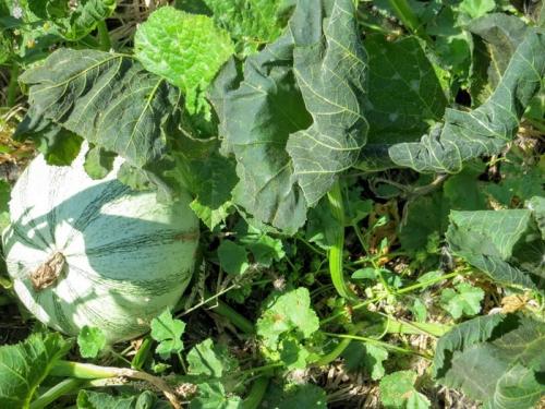 Когда убирать тыкву с грядки в сибири. Как определить, что тыкву пора убирать на хранение 06