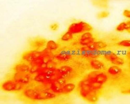 Как правильно собрать семена томатов в домашних условиях. Способы заготовки семян помидор