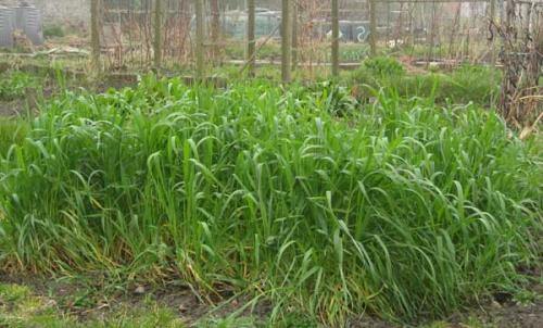 Как сеять рожь вручную. Достоинства и недостатки