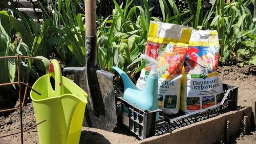 Подкормка огурцов в теплице. Любимые методы чем удобрять огурцы в теплице