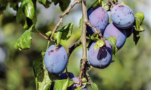 Почему опадают плоды сливы до созревания. Недостаток влаги и минеральных веществ 01